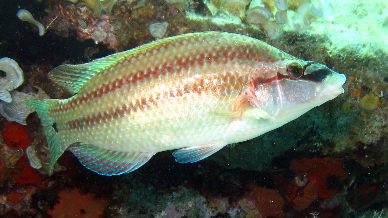 231 Crénilabre paon femelle (Symphodus tinca).JPG - Crénilabre paon (Symphodus tinca) : femelle